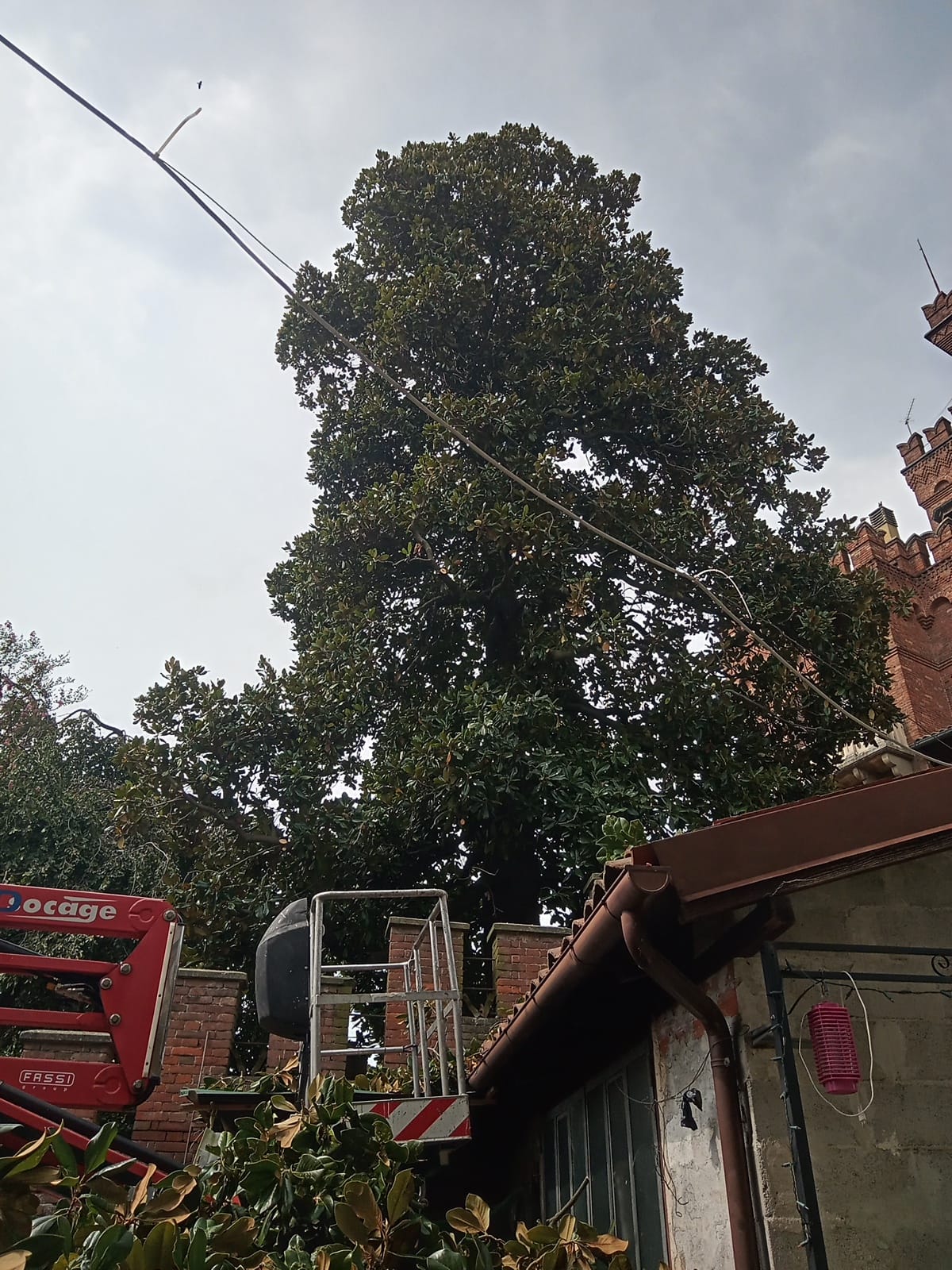 Potatura magnolia · cestello dedicato